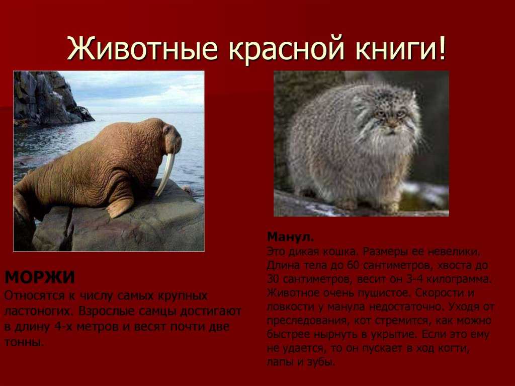 Красная книга ленинградской области – список животных и растений, краткое описание для детей (2 класс, окружающий мир)