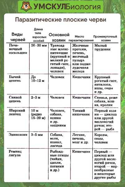 Цикл развития гидры схема с описанием