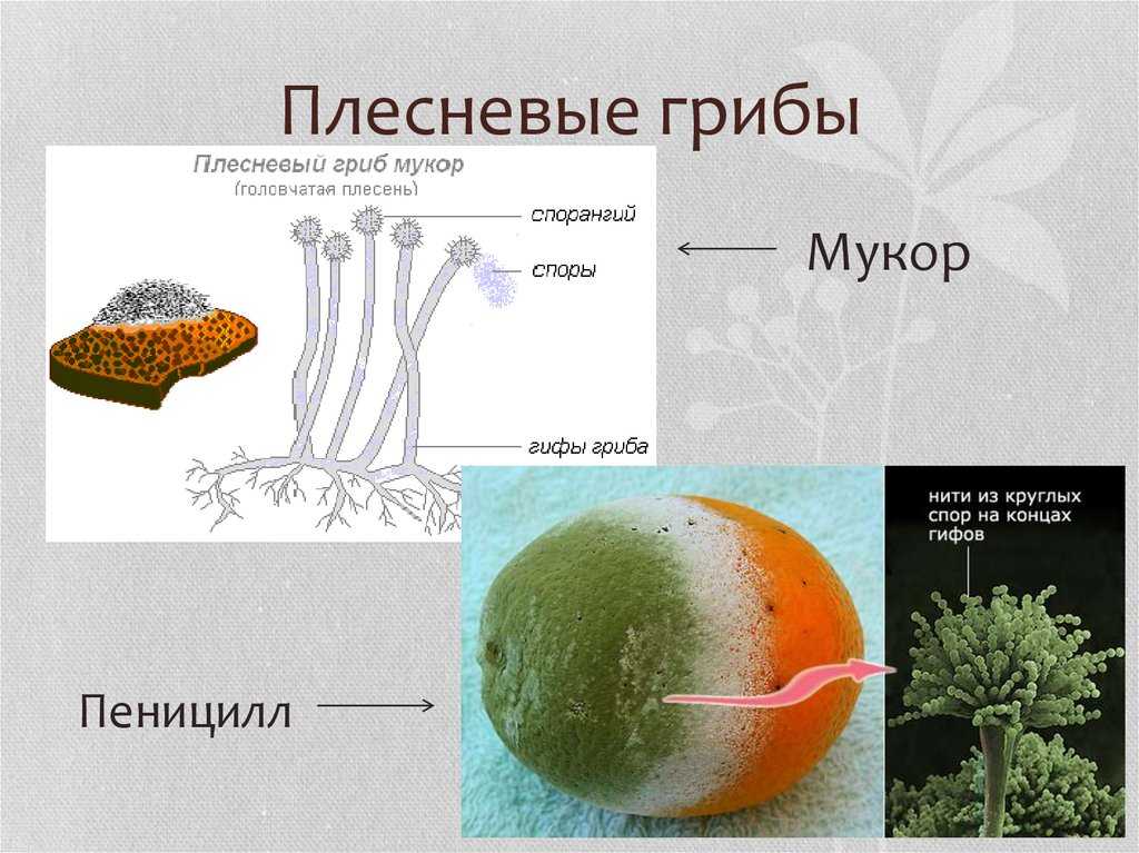 Отличия мукора и пенициллина: кратко для 5 класса | химические реактивы ростов, герметики, полиамид, хладон, припой пос 30, флюс, эпоксидная смола, катализаторы ростов