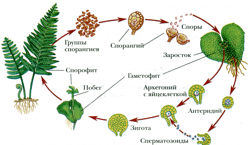 Современные виды папоротников и места их произрастания