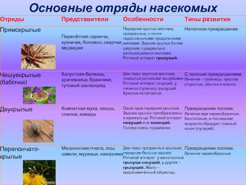 Класс ⭐️ насекомые: 7 класс, внешнее и внутреннее строение, значение, многообразие, таблица