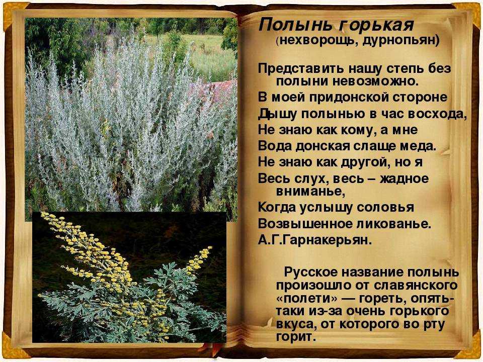 Полынь обыкновенная