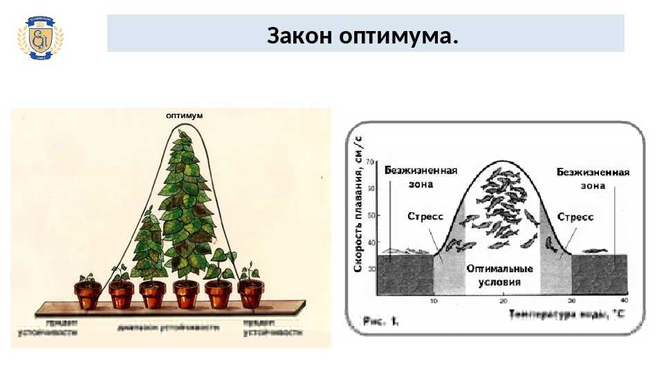 Оптимум в экологии: понятие, значение и примеры