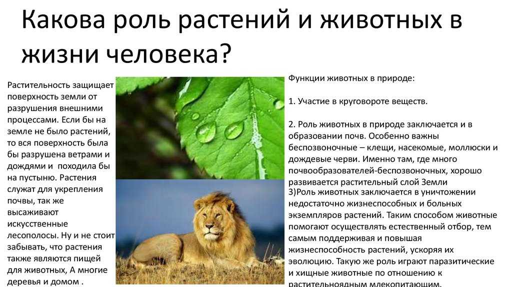 Виды растений и их роль в природе