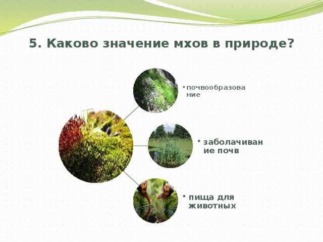Отдел мохообразные