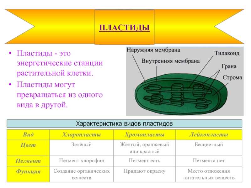 Лекция 2 генетическая система пластид методы обнаружения днк в пластидах (краткая история) параметры пластидной днк. нуклеоиды – пластидные ядра первичная. - презентация