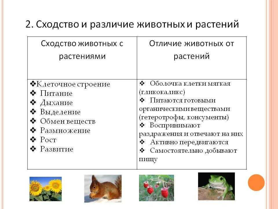 Сходства и различия в строении растительной и животной клетки