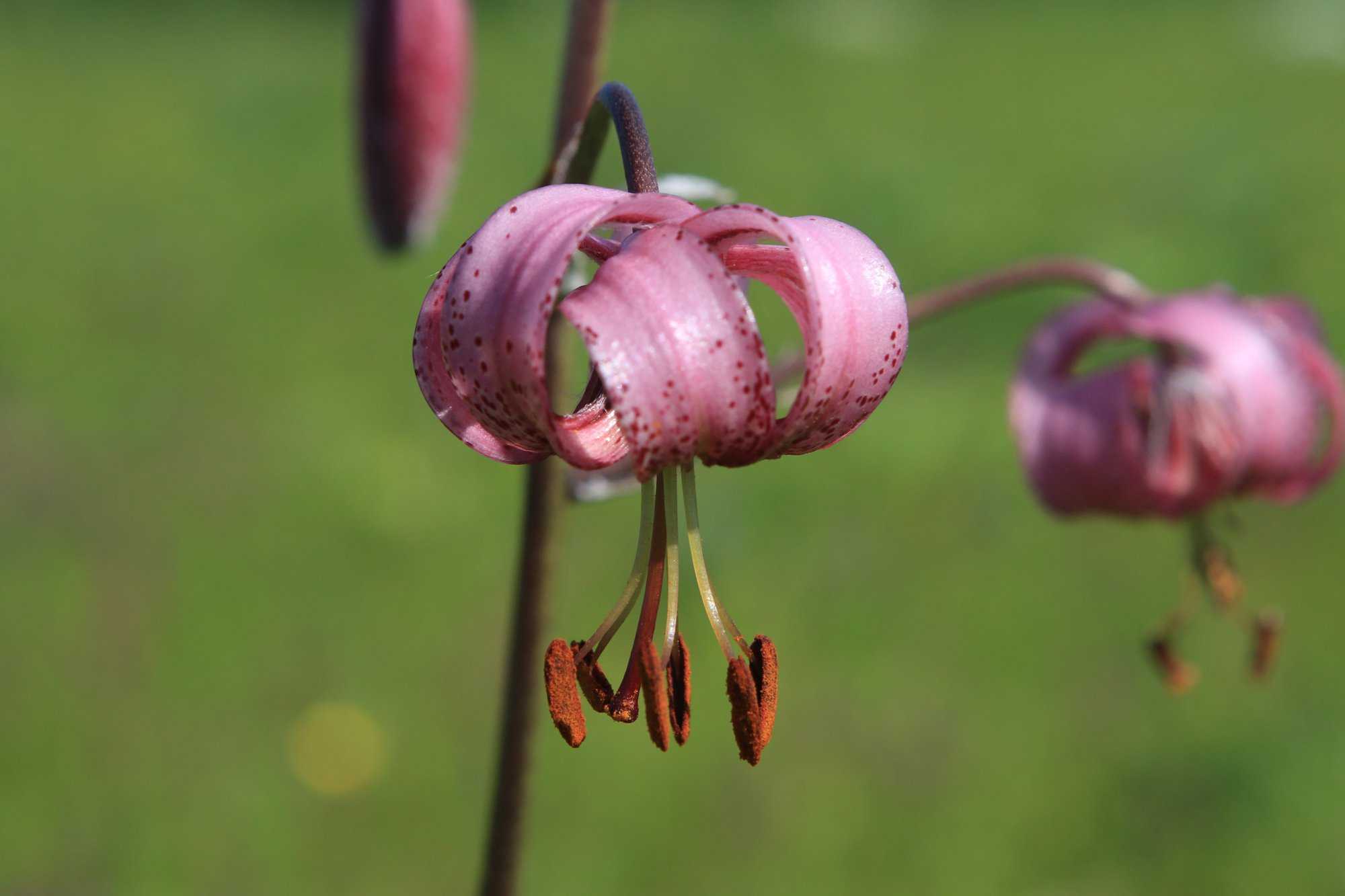 Лилия пенсильванская - lilium pensylvanicum - описание таксона - плантариум