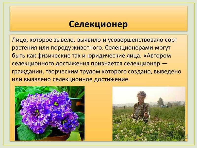 Что такое селекционер в биологии: основные задачи и методы работы