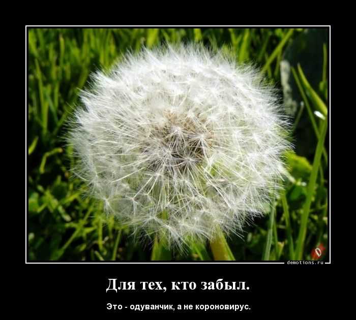 Что значит выражение божий одуванчик