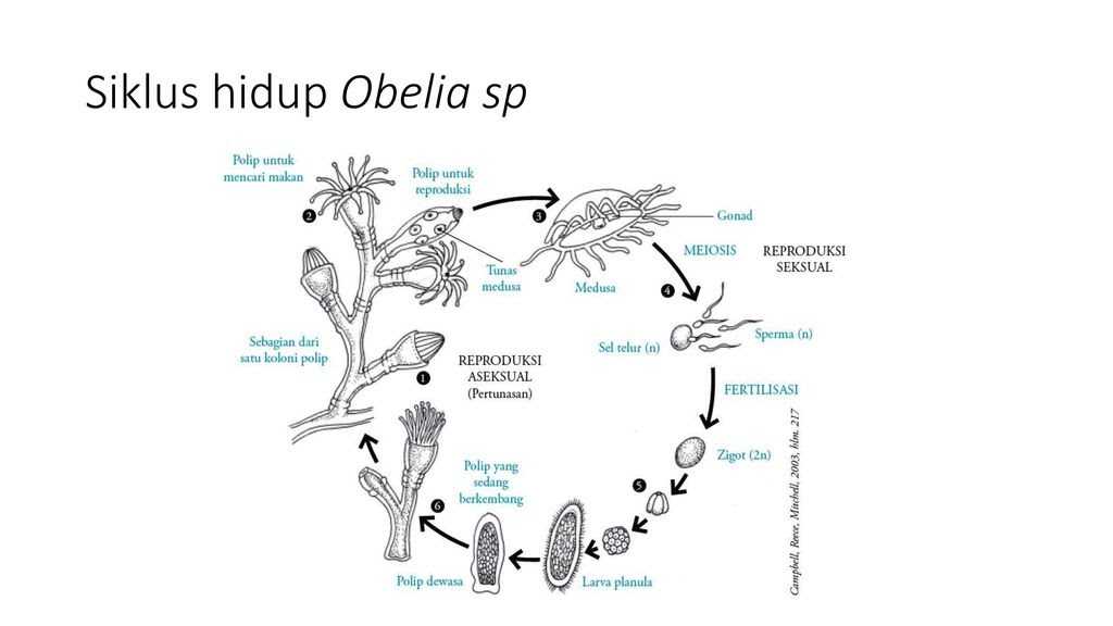 Обелия -obelia