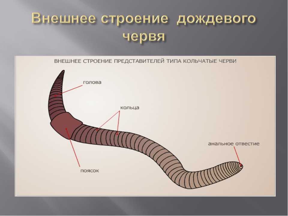 Каковы основные отличия аскариды от дождевого червя кратко