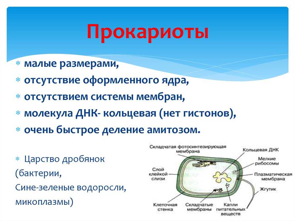 Какие бактерии относятся к прокариотам?