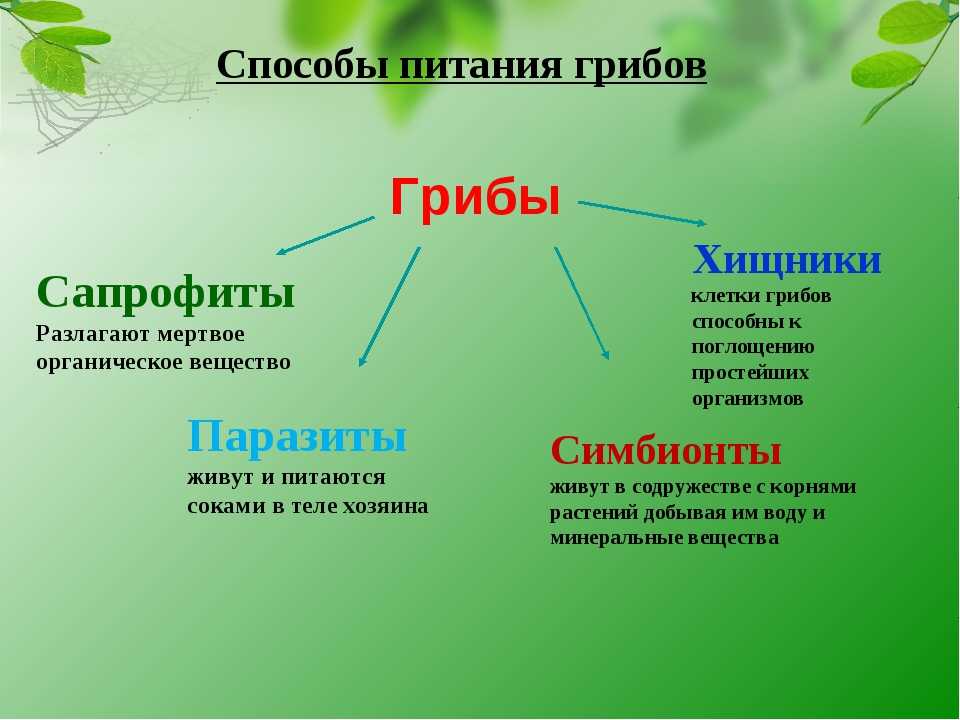 Что такое симбионты сапротрофы паразиты патогенные