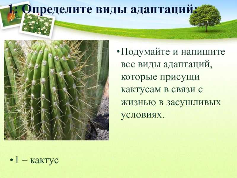 Черты приспособленности к среде обитания ежа кратко