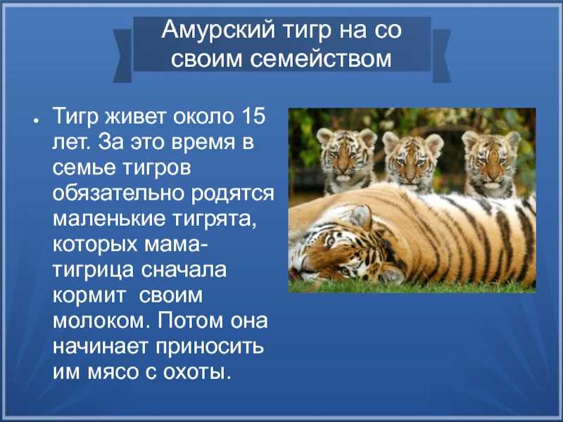 Что рассказать детям о тиграх?