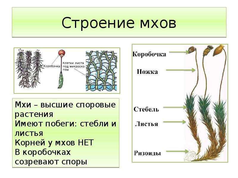 Мох печеночный (monosolenium tenerum): описание, содержание, фото и отзывы