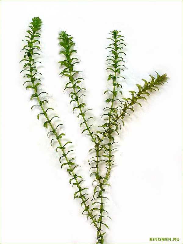 Элодея / на латыни: elodea