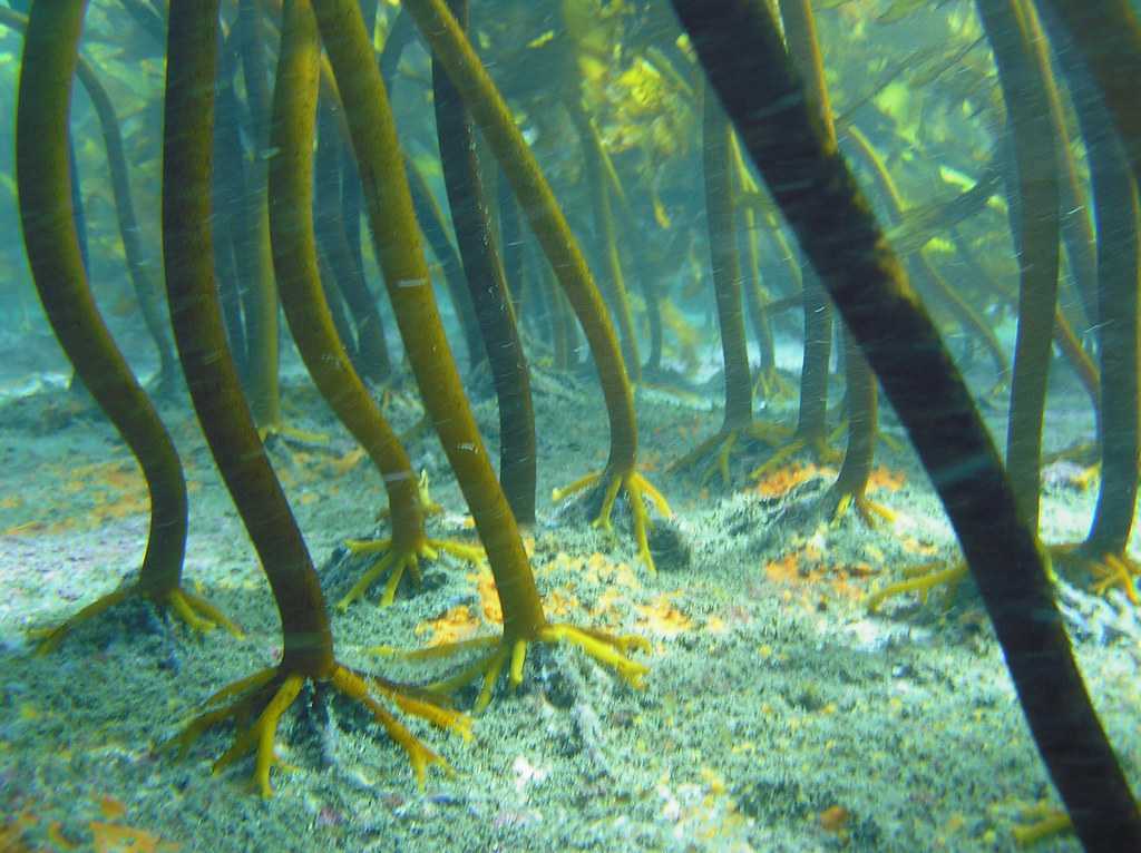 Самые необычные водоросли