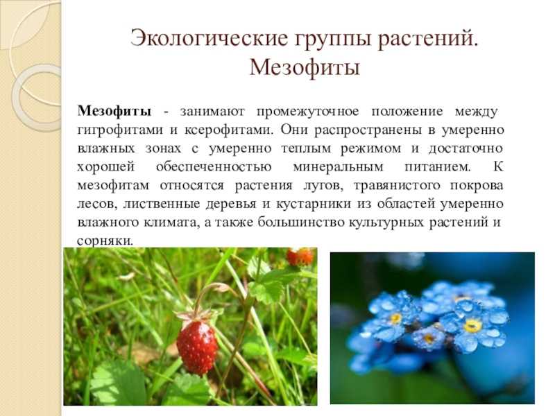 Мезофит
