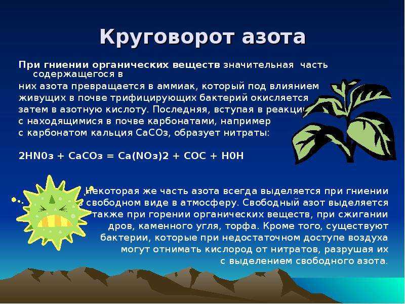 Где и как берут бактерии необходимый для жизни азот