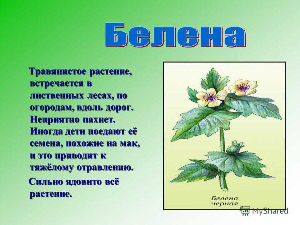 Доклад по окружающему миру на тему «ядовитые растения» (3 класс)