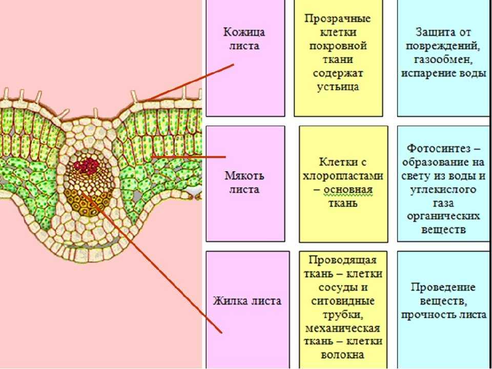 Особенности строения столбчатой ткани: взаимосвязь структуры и функций