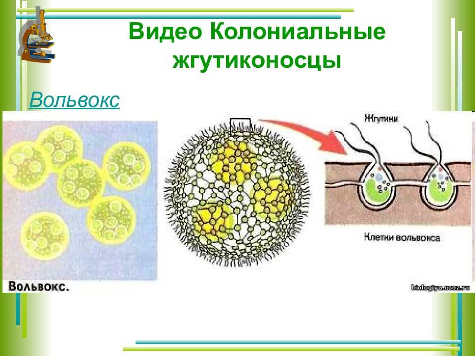 Что такое колониальные организмы