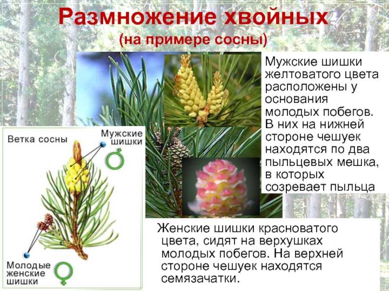 Размножение голосеменных и покрытосеменных растений