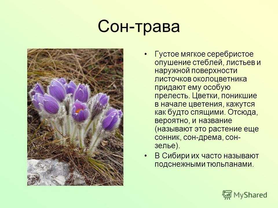 Купальница доклад 3 класс