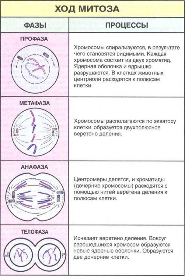 10 ключевых различий между митозом и мейозом - технологии - 2023
