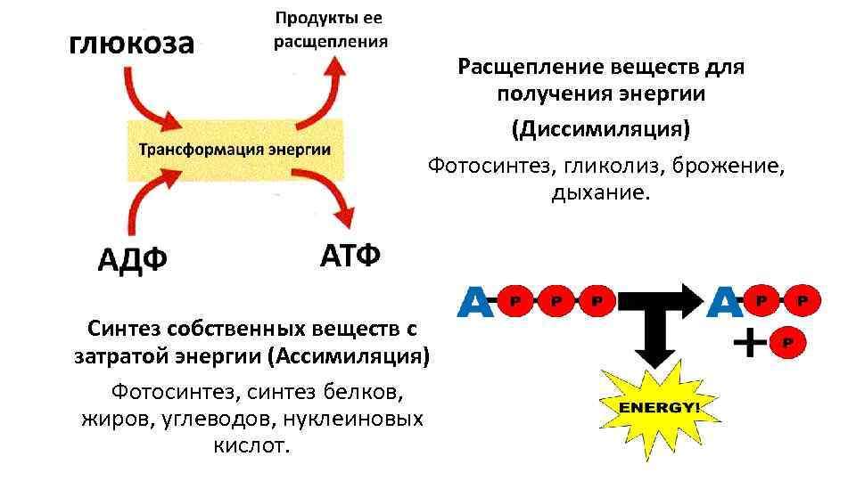 Атф и митохондрии