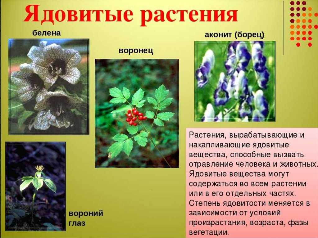 Ответы на вопрос доклад на тему ядовитые растения сообщение 2 класс, 3 класс
