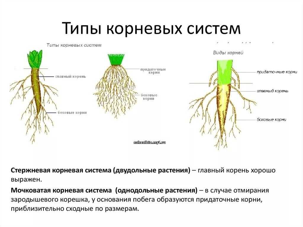 Вид изменчивости у двух одуванчиков растущих на лугу и в горах