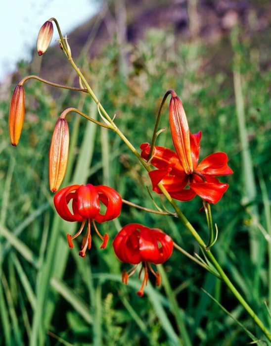 Lilium pensylvanicum ker gawl.описание таксона