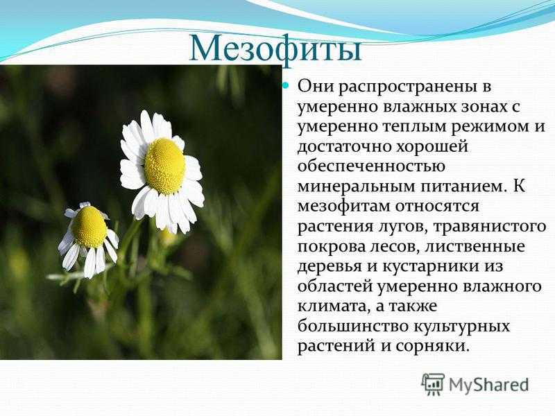 Мезофиты – это жизненно необходимые растения. мезофиты реферат