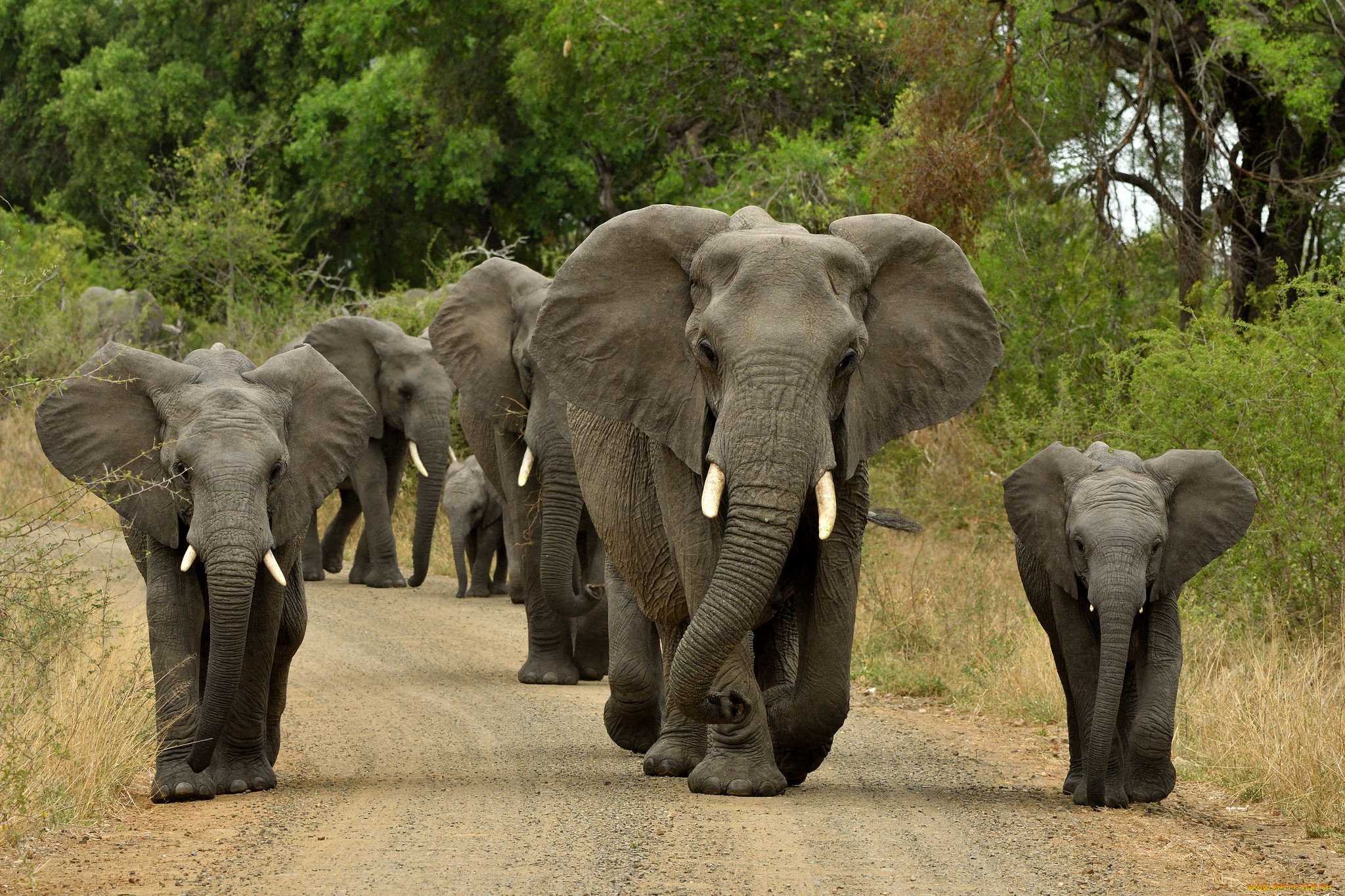 Elephant — слон. текст на английском языке с переводом и аудио