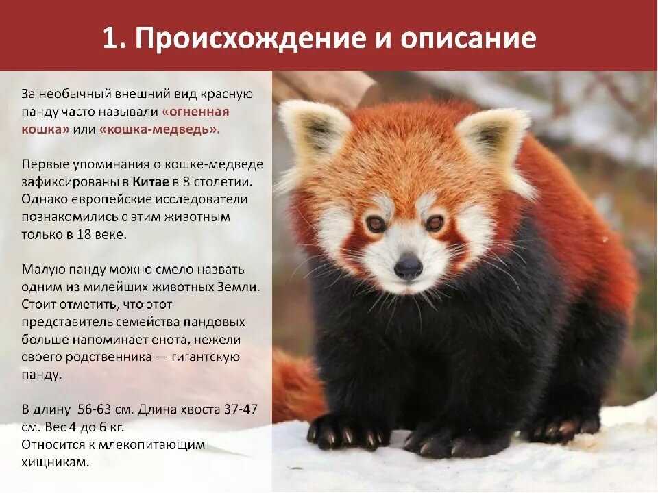 Животные красной книги россии