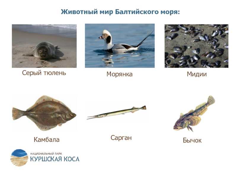 Животные балтийского моря: основные виды и характеристики