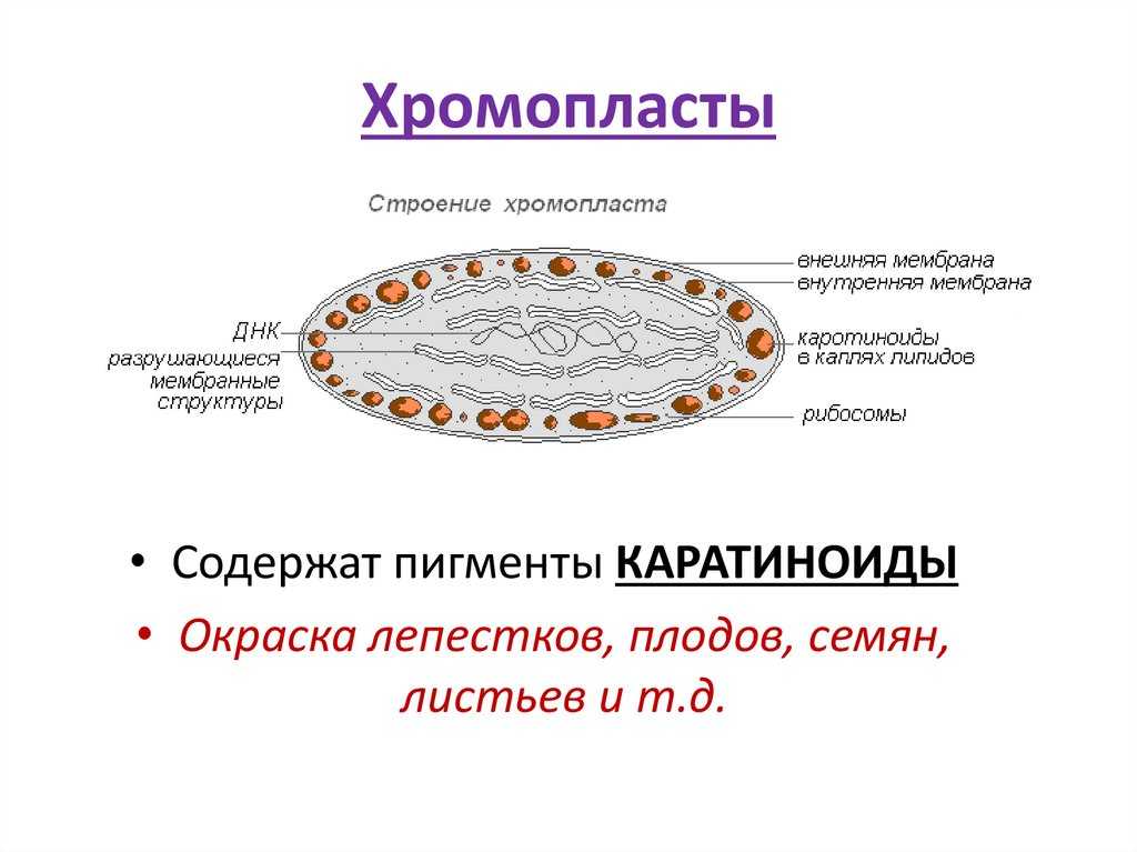 Строение и функции пластид: хлоропласт, хромопласт, лейкопласт