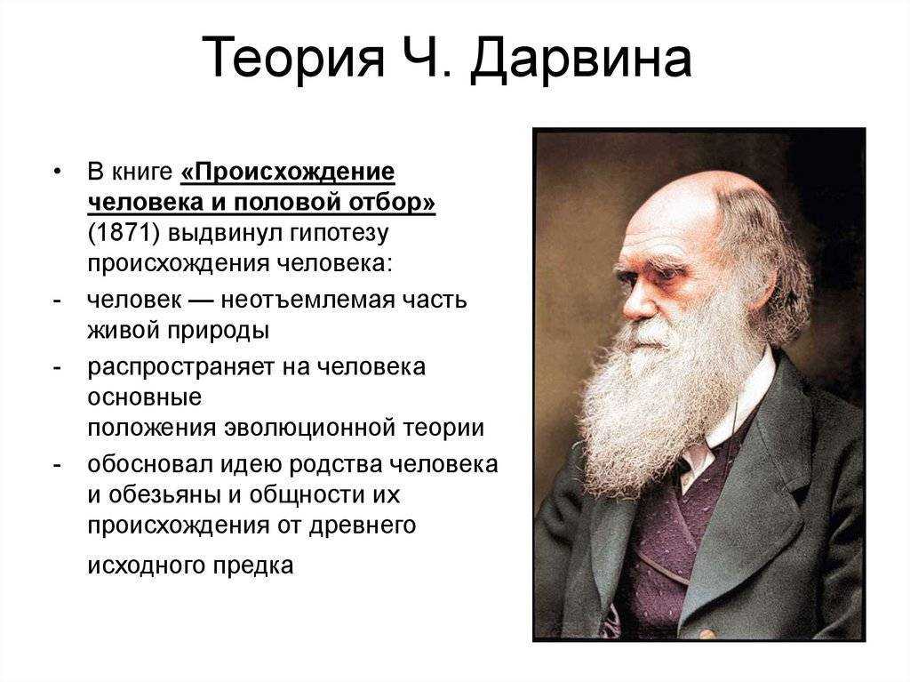 Происхождение человека. эволюционная теория дарвина