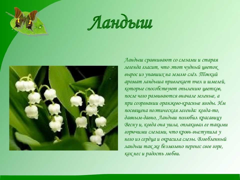 Рассказ про розу небольшой