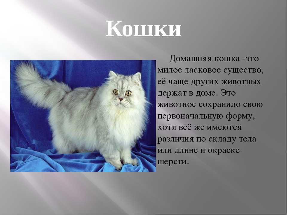 Легенды о кошках для детей, краткие истории про кошку для 2-3 класса