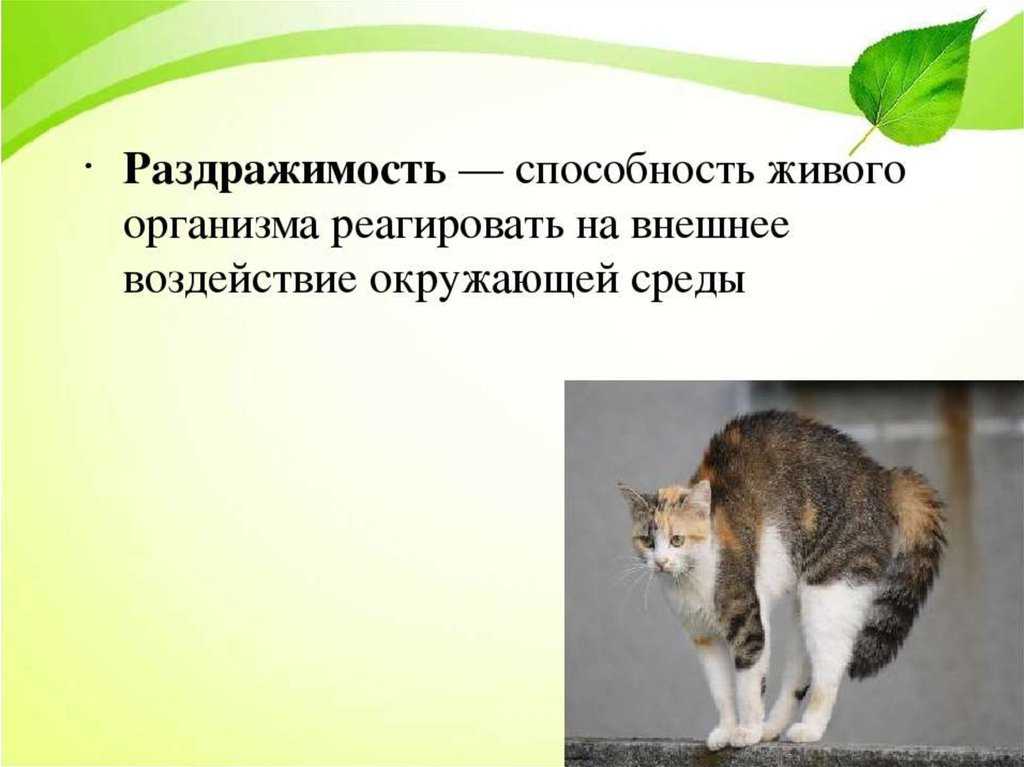 Раздражимость и движение в биологии. что такое раздражимость? раздражимость и формы ее проявления