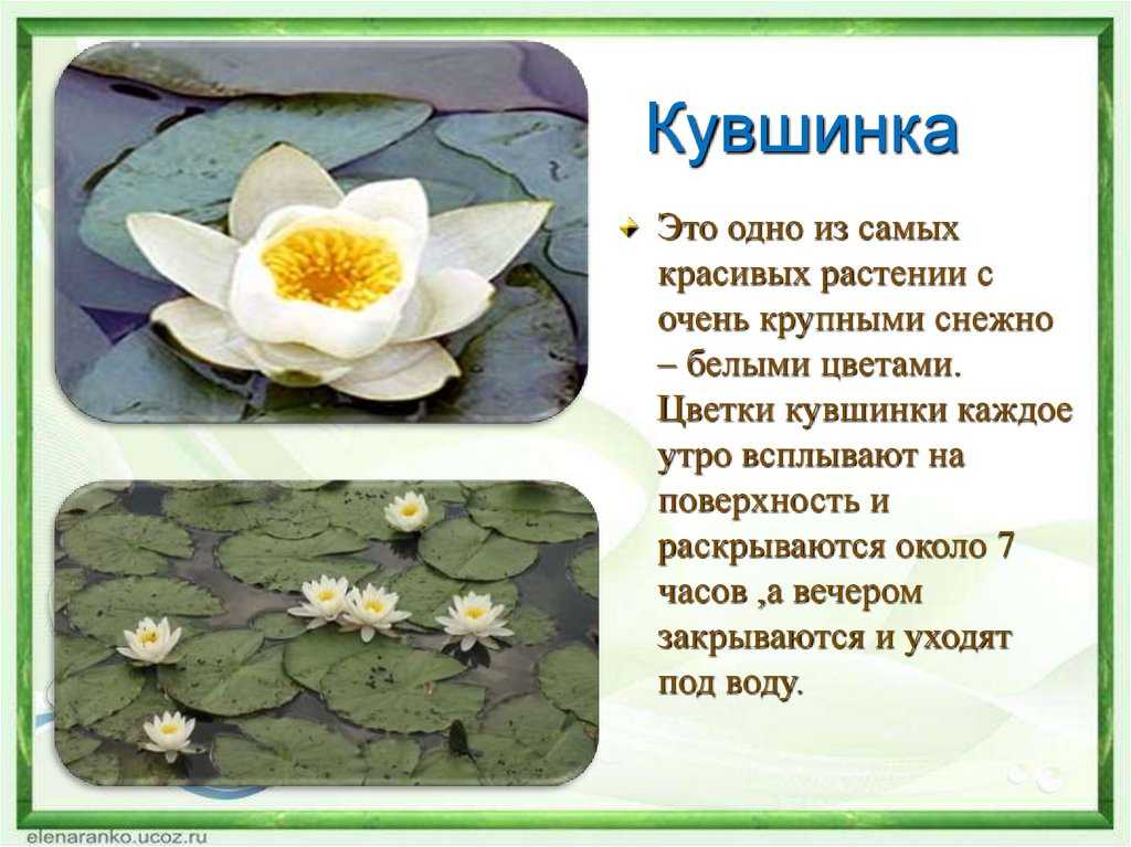 Международная красная книга презентация, доклад, проект