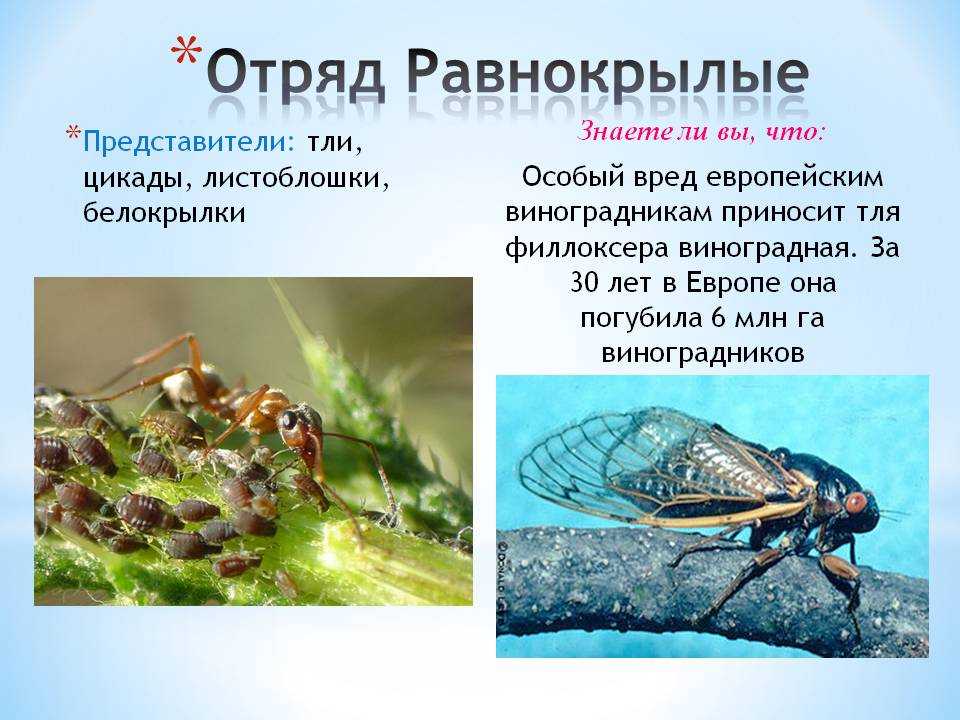 Образ жизни равнокрылых кратко