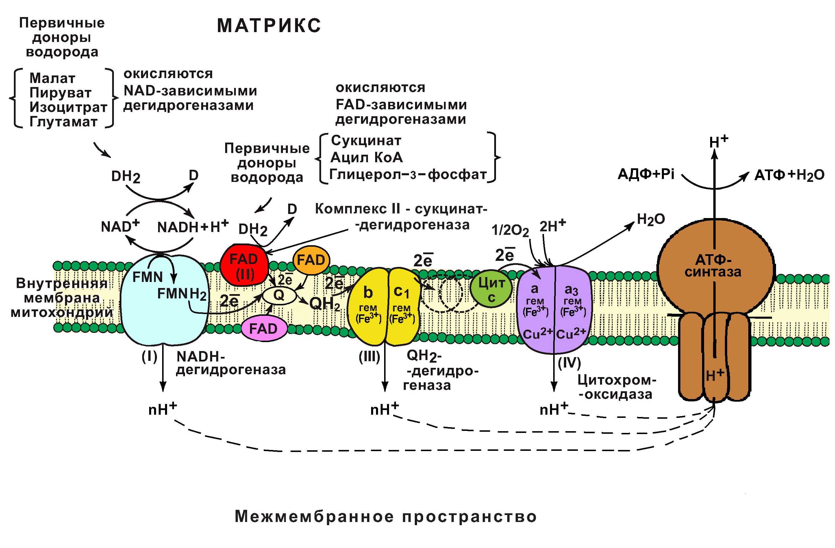 Биология. 11 класс