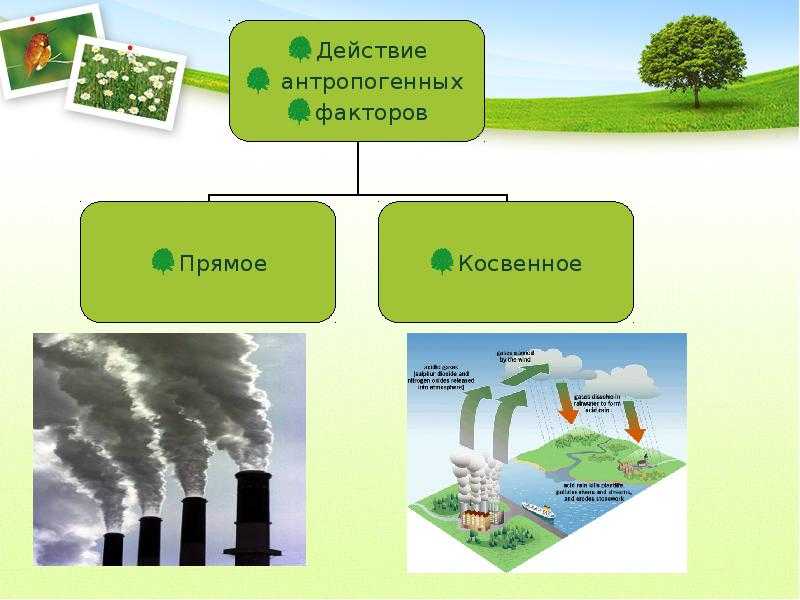 Экосистема почвы: питание эдафобионтов и взаимодействие с другими организмами