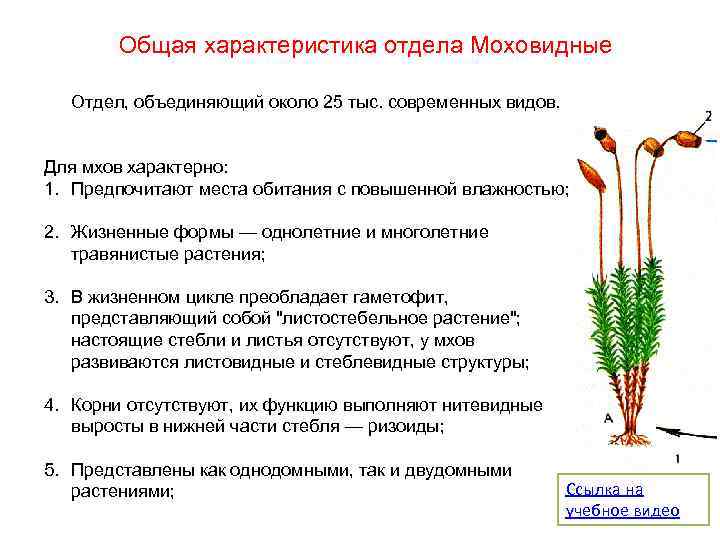 Печеночные мхи (моносолениум тенерум, риччия, печеночник) в аквариуме: размножение, фото растения, содержание, описание - kotiko.ru
