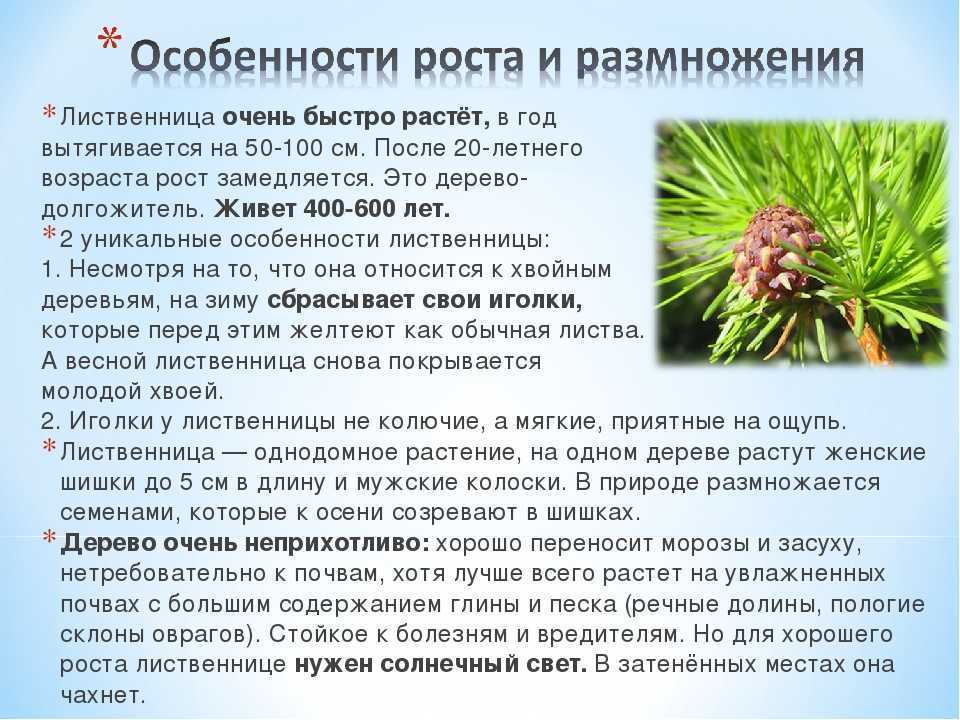 Лиственница сибирская - систематика, фотографии, описание, этимология